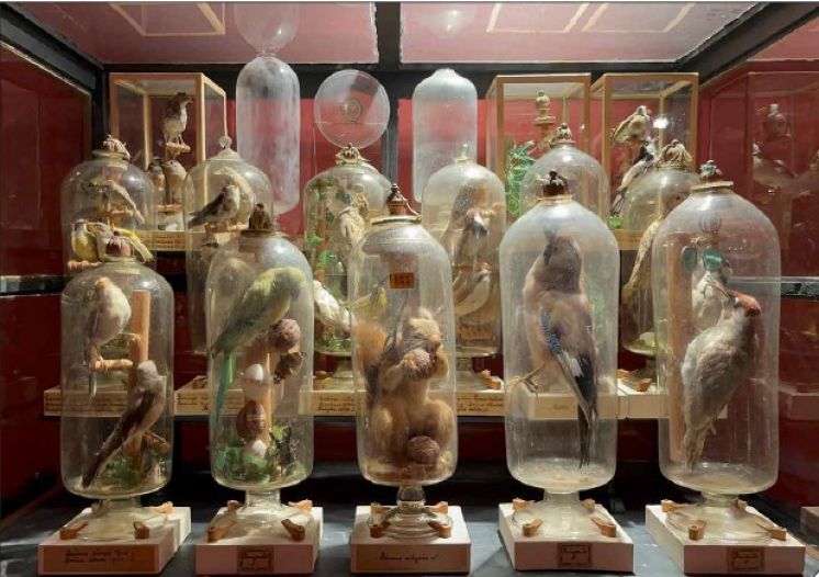 Università di Parma: Svelato il segreto degli animali in bottiglia