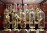 Università di Parma: Svelato il segreto degli animali in bottiglia